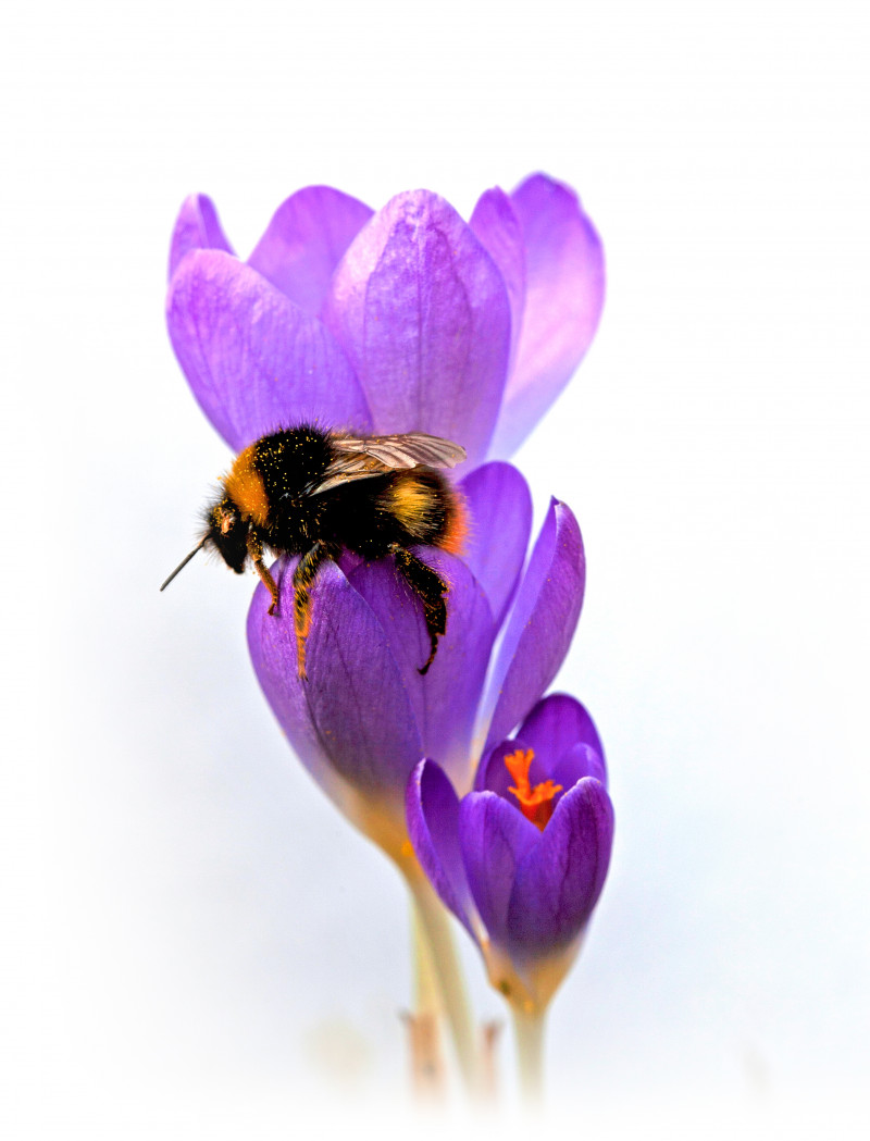 A photo of 'Bee on Crocus    ' by R. Dallywater 