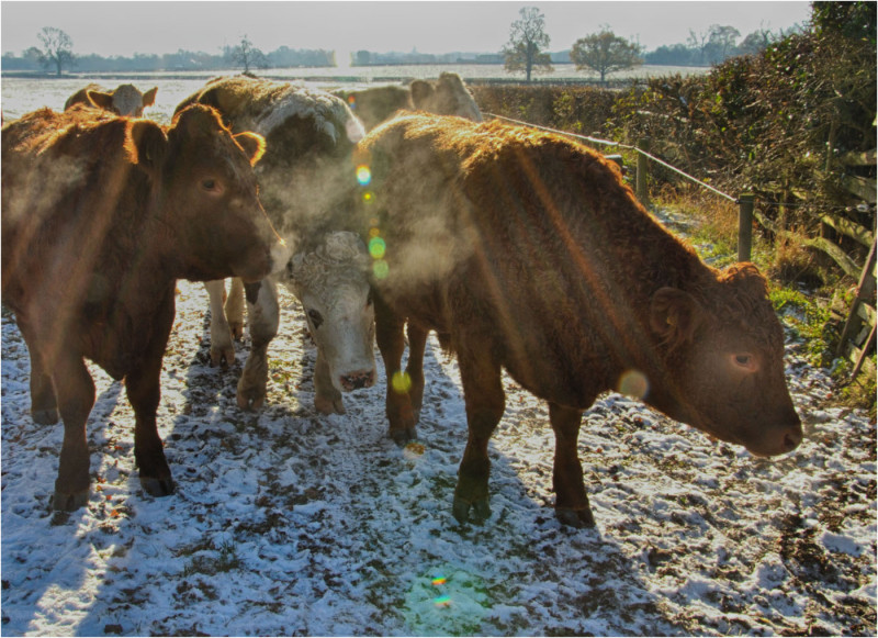 A photo of 'Frost Morning' by R. Jacques