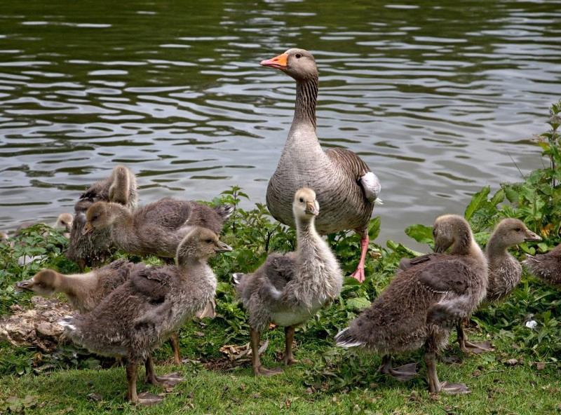 A photo of 'Goose Family' by R Dallywater