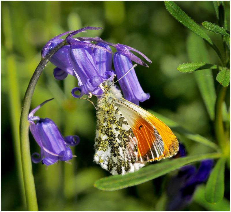 A photo of 'Orange Tip Butterfly' by G Holt