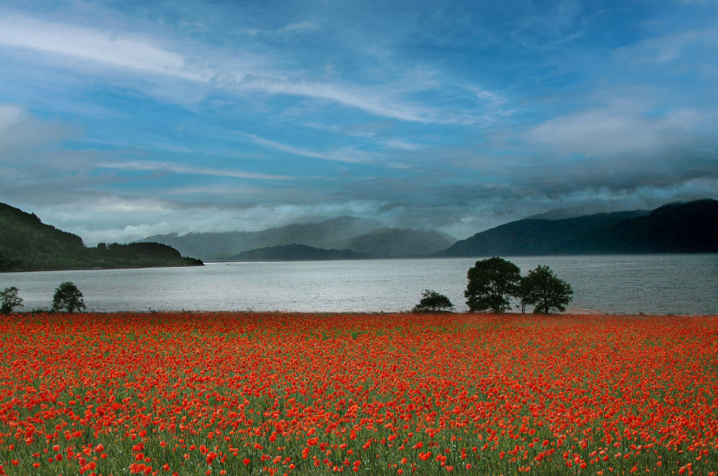 A photo of 'Poppy Field by the Loch' by D Gallimore