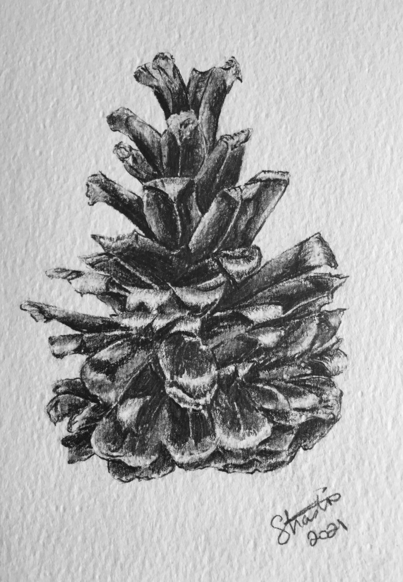 A photo of 'Pine Cone' by Samantha Haskins