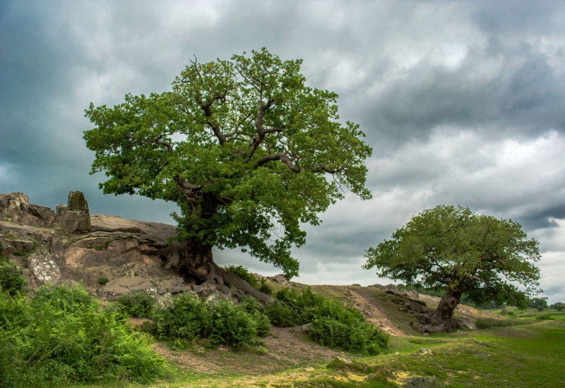 A photo of 'A Rainy Day in Bradgate' by John Smith