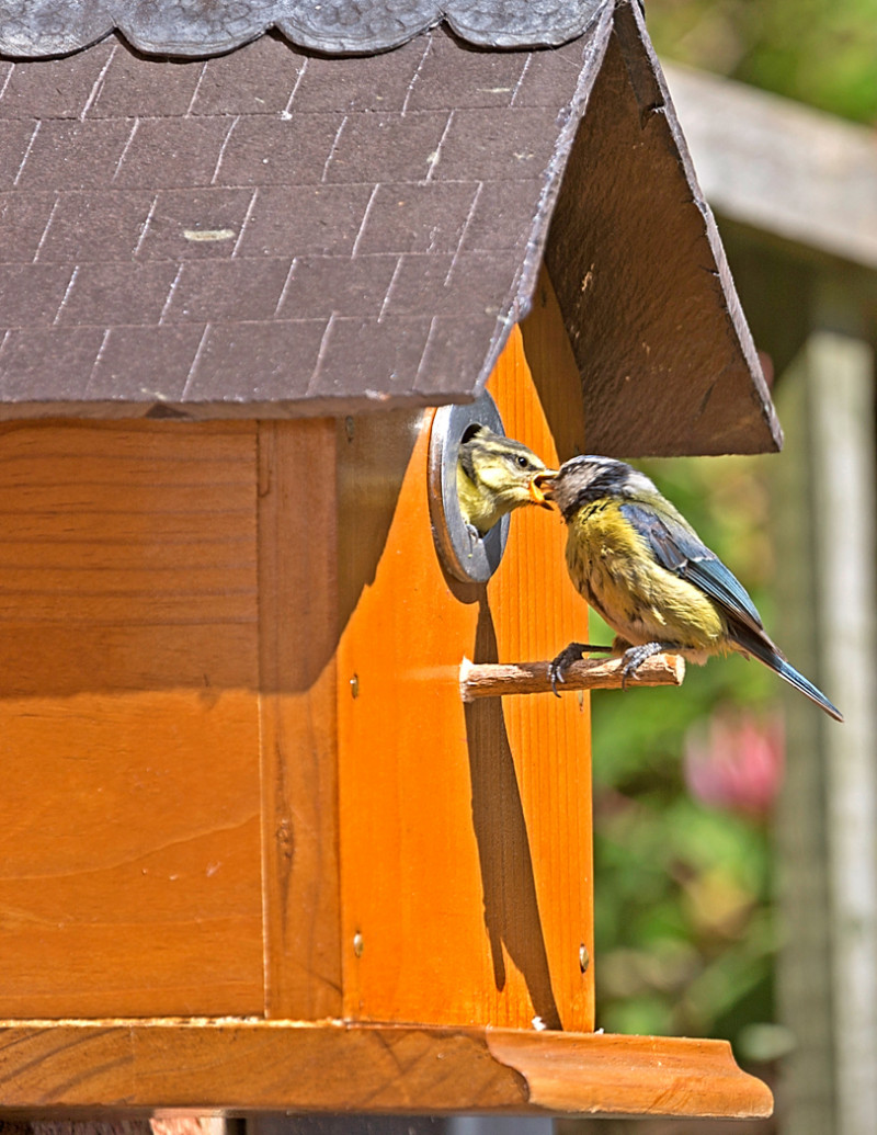 A photo of 'Blue tit ' by Ray Dallywater