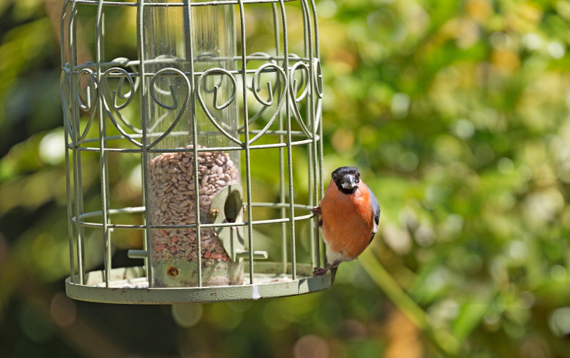 A photo of 'Bullfinch' by Ray Dallywater 