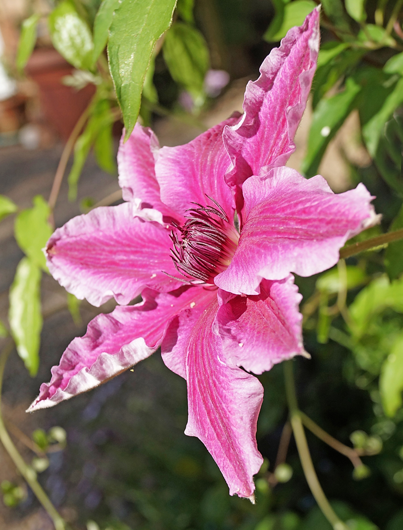 A photo of 'Clematis' by Ray Dallywater