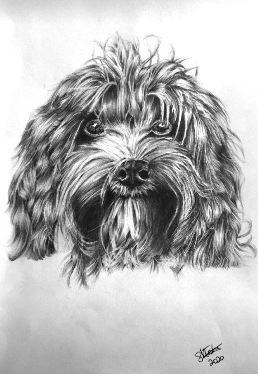 A photo of 'Dog Portrait -Cockapoo' by Samantha Haskins