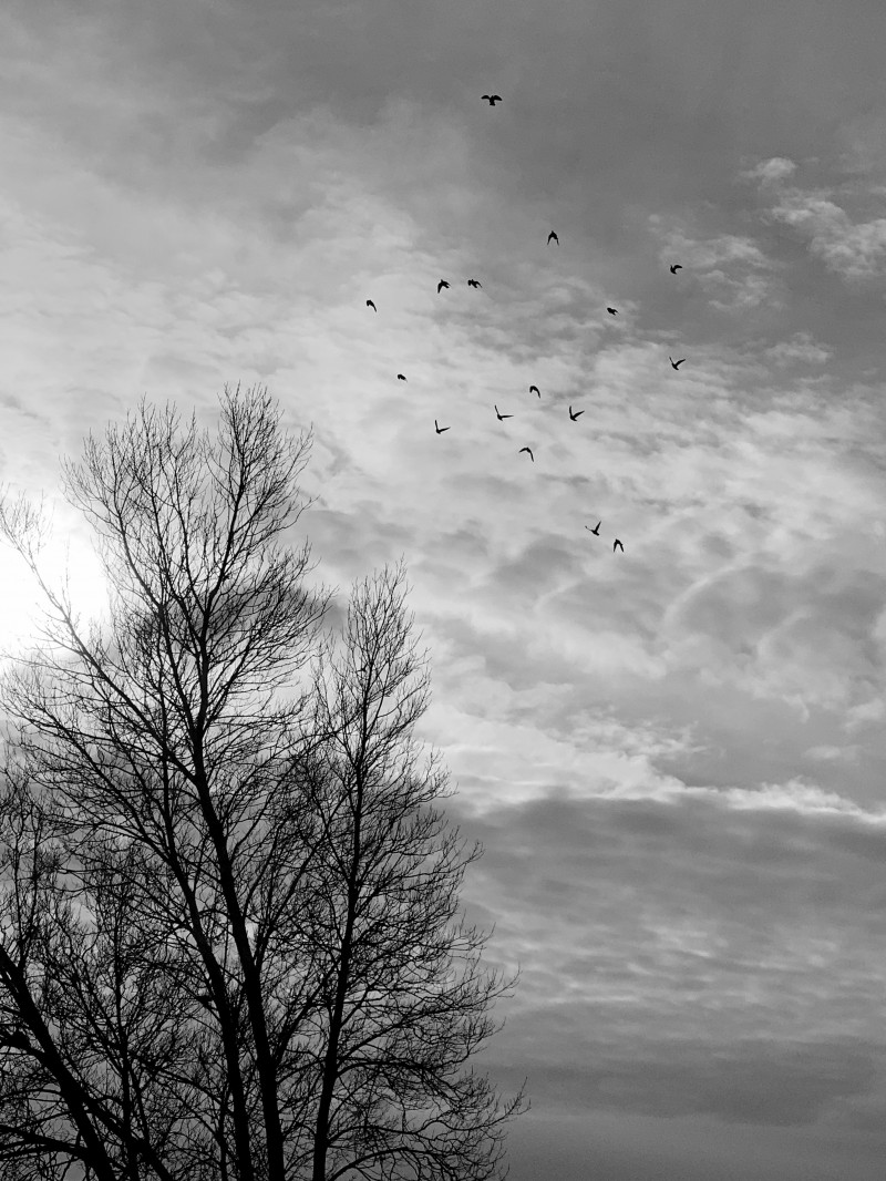 A photo of 'Flock' by Kai Rosalia  
