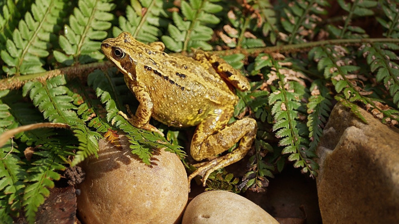 A photo of 'Frog' by Ray Dallywater