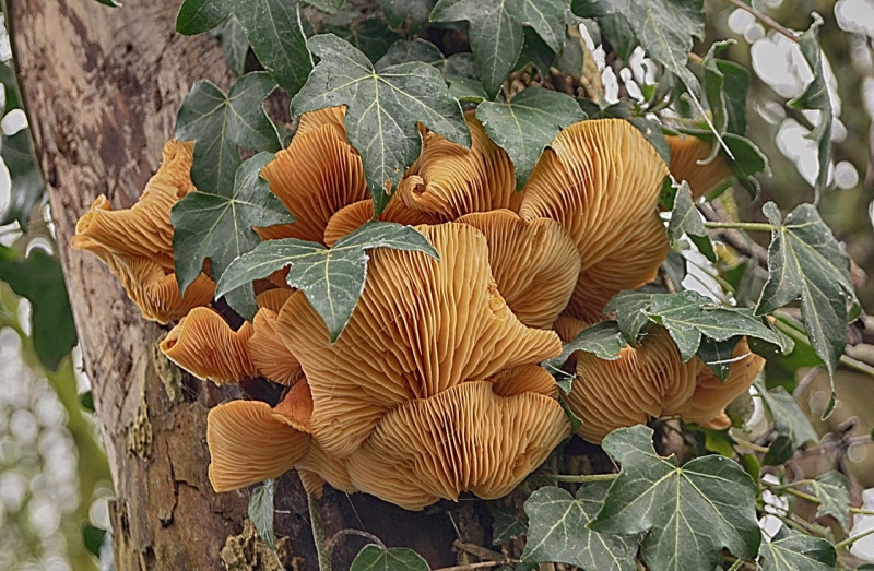 A photo of 'Fungus' by Ray Dallywater