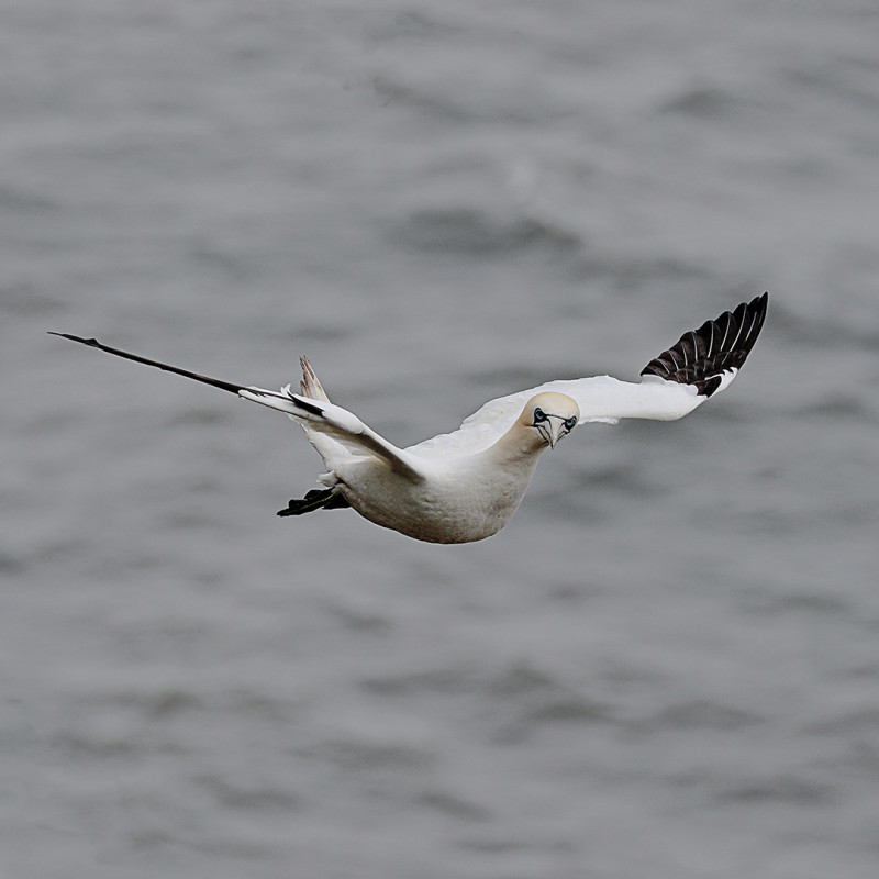 A photo of 'Gannet' by Isobel Chesterman