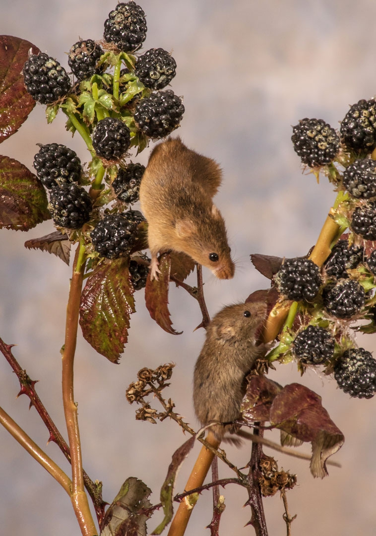 A photo of 'Harvest Mice' by Ian Waite