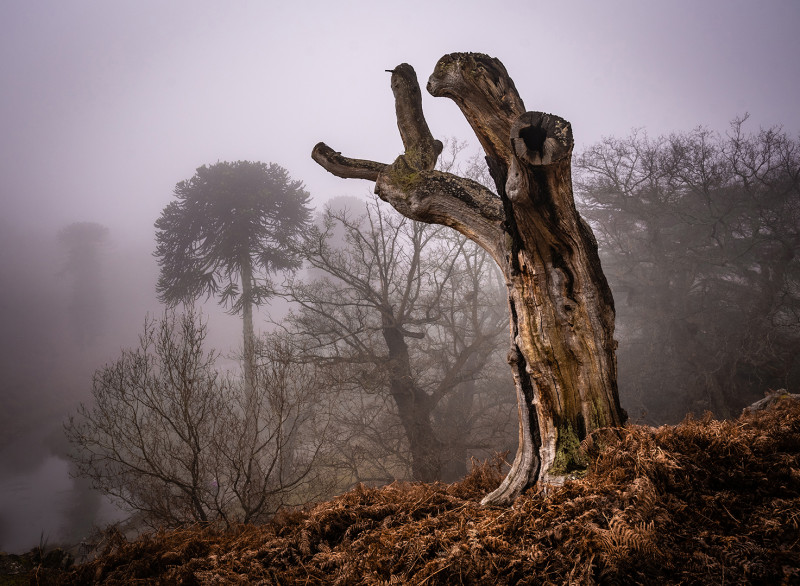 A photo of 'Misty Reach' by John Denny