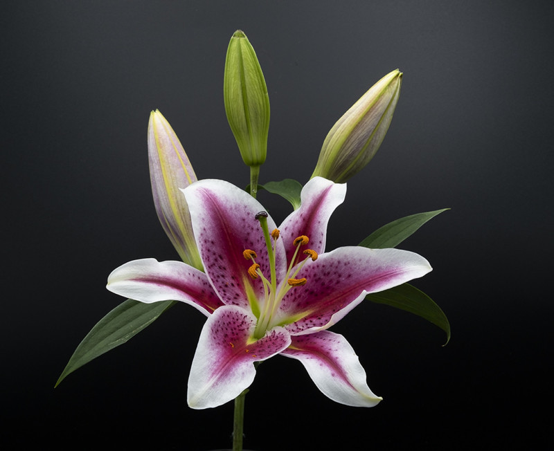 A photo of 'Iilium orientalis stargazer Lily' by Margaret Wateron