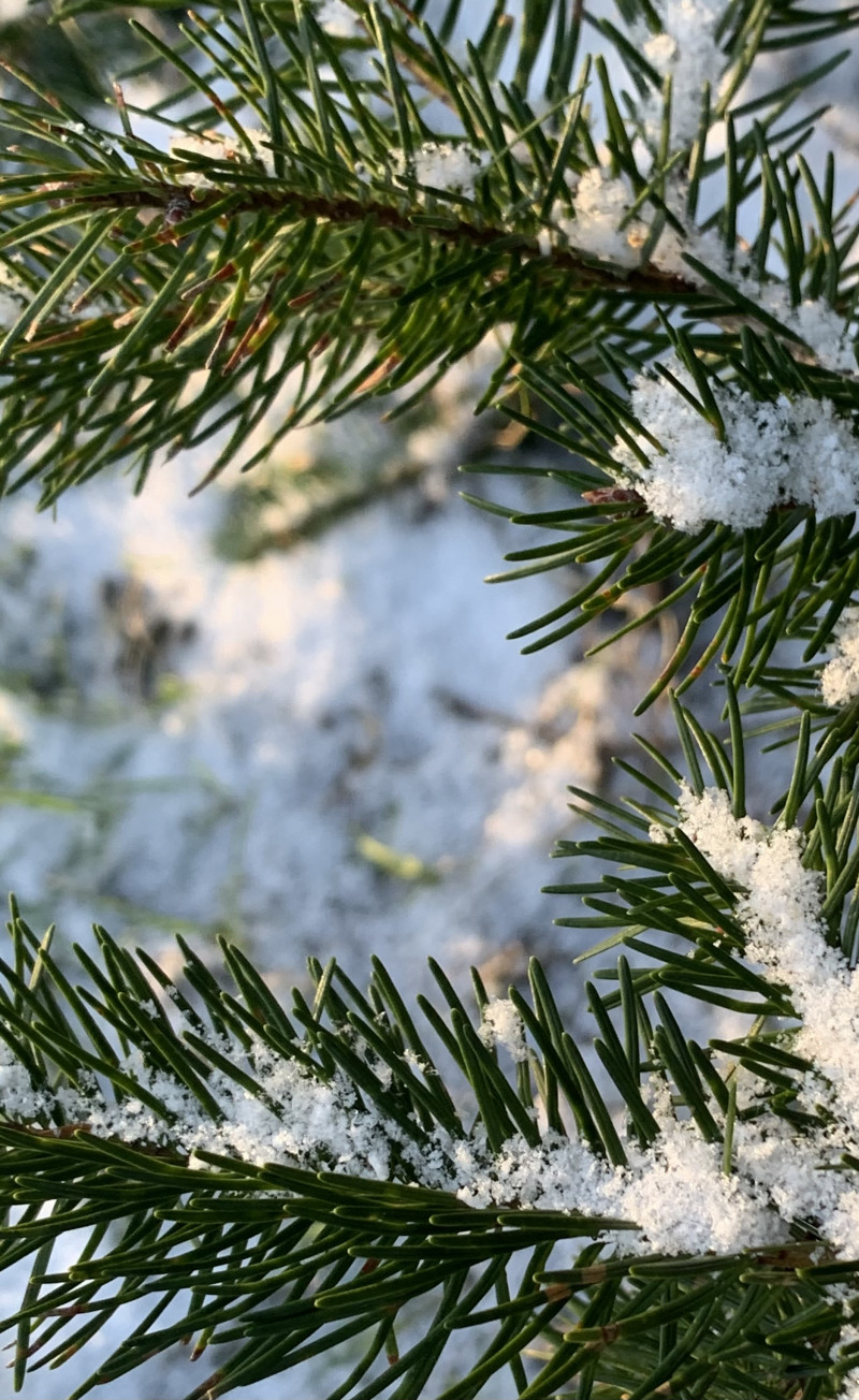 A photo of 'Snow on Pine' by Katie Murby