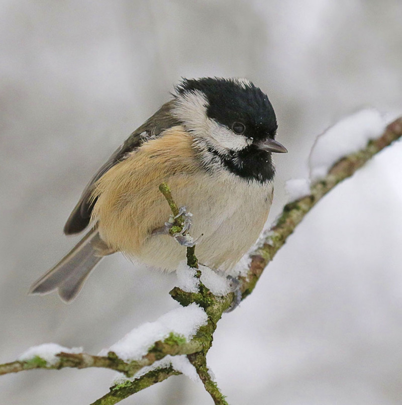 A photo of 'Soon be Spring' by Ken Chesterman