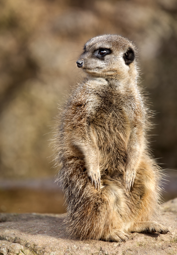 A photo of 'The Lookout ' by Paul Steans