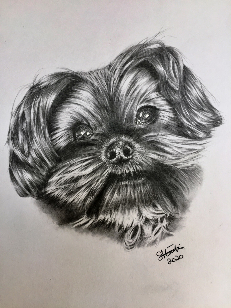 A photo of 'Dog Portrait  Yorkshire Terrier ' by Samantha Haskins