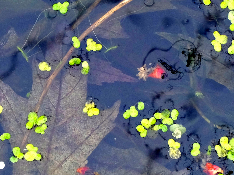 A photo of 'Pond Detail' by David Kingston