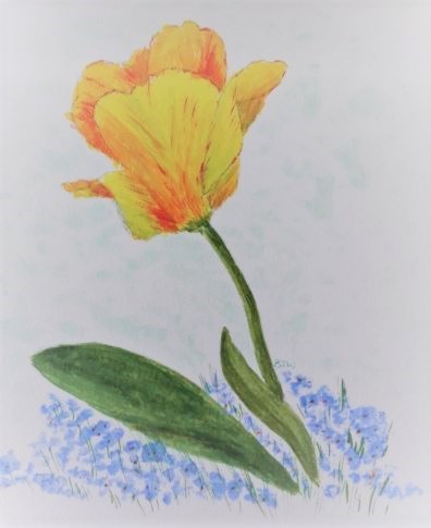 A photo of 'Tulip' by Bev Wright